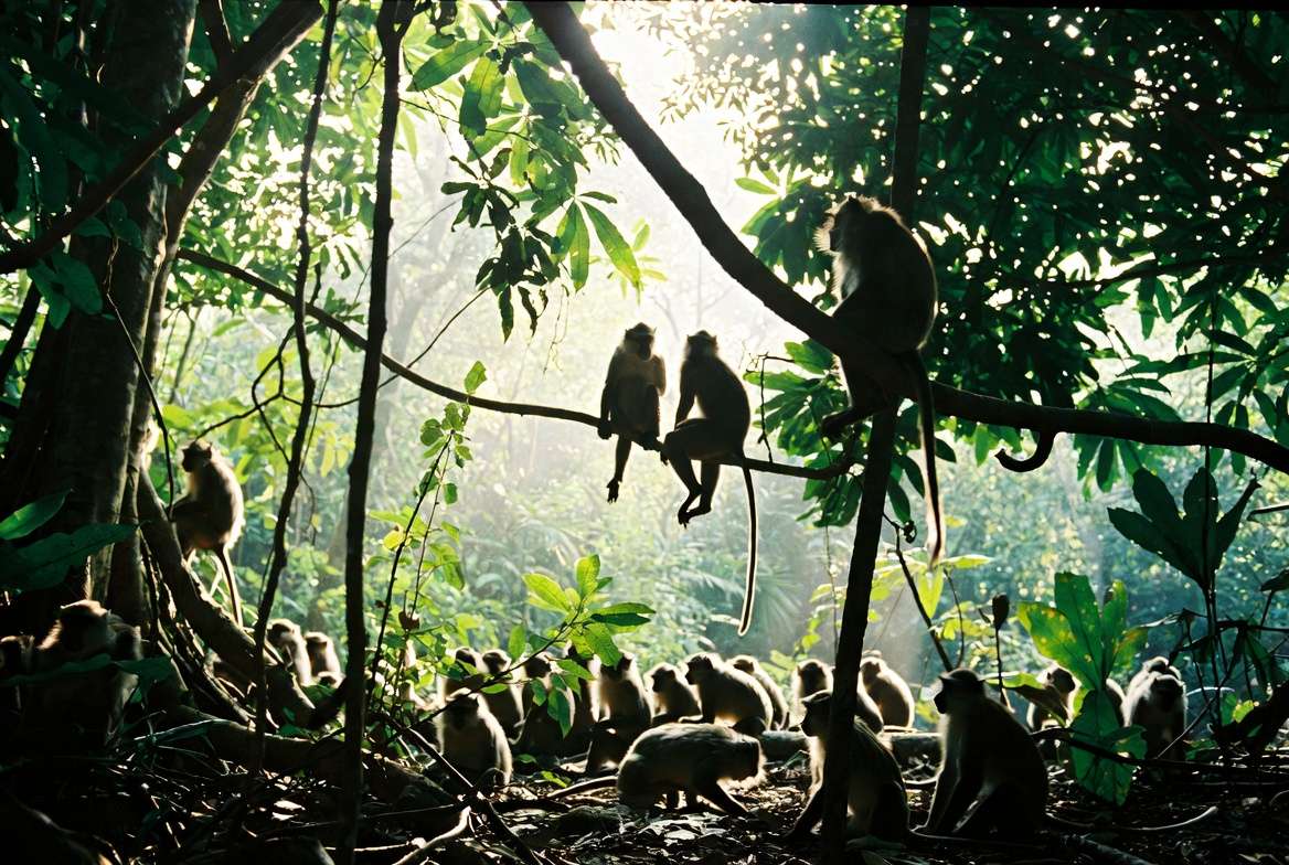 Why You Should Not Feed Monkeys in Thailand